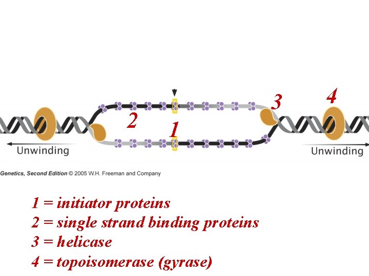 2 3 1 1 = initiator proteins 2 = single strand binding proteins 3