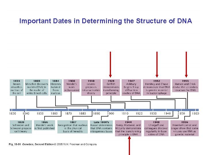 Important Dates in Determining the Structure of DNA 