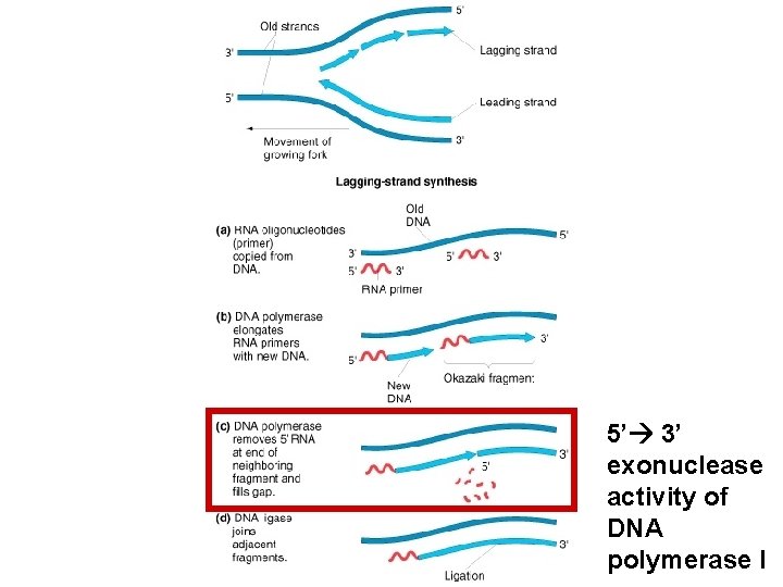 5’ 3’ exonuclease activity of DNA polymerase I 