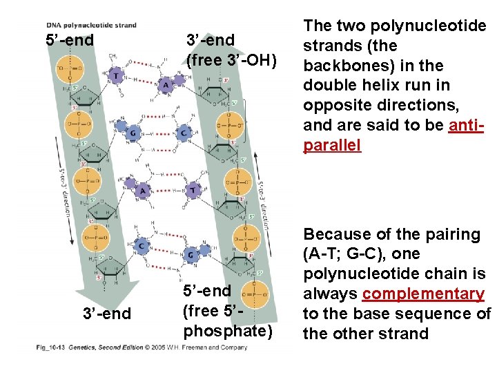 5’-end 3’-end (free 3’-OH) 5’-end (free 5’phosphate) The two polynucleotide strands (the backbones) in