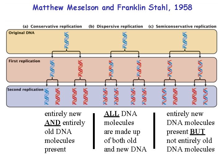 Matthew Meselson and Franklin Stahl, 1958 entirely new AND entirely old DNA molecules present