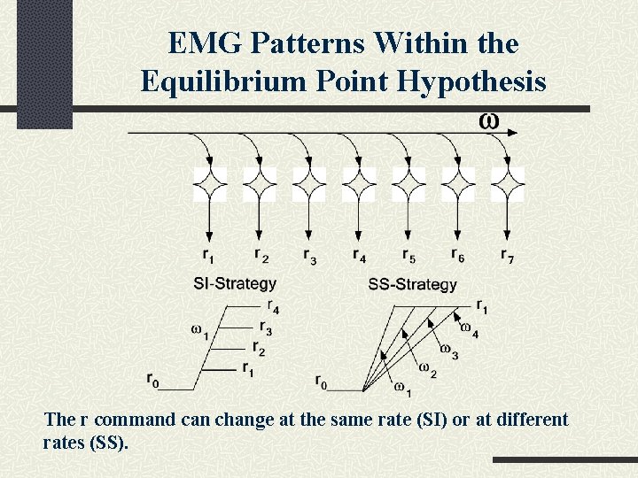 EMG Patterns Within the Equilibrium Point Hypothesis The r command can change at the