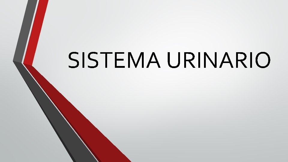 SISTEMA URINARIO 