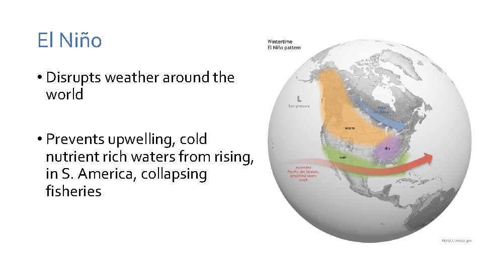 El Niño • Disrupts weather around the world • Prevents upwelling, cold nutrient rich El Niño • Disrupts weather around the world • Prevents upwelling, cold nutrient rich