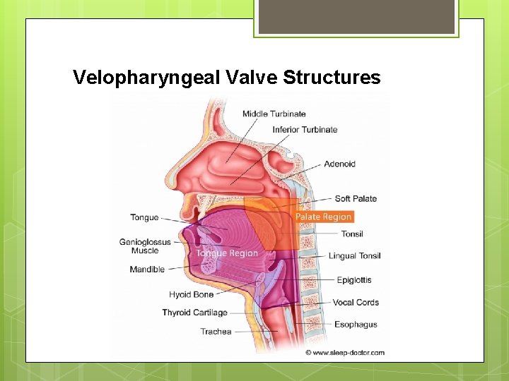 Velopharyngeal Valve Structures 
