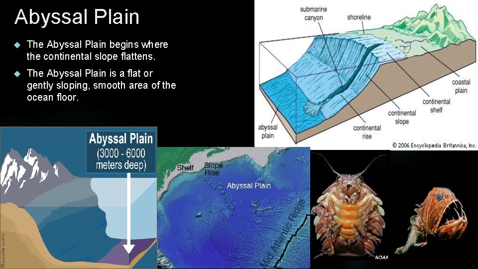 Abyssal Plain The Abyssal Plain begins where the continental slope flattens. The Abyssal Plain