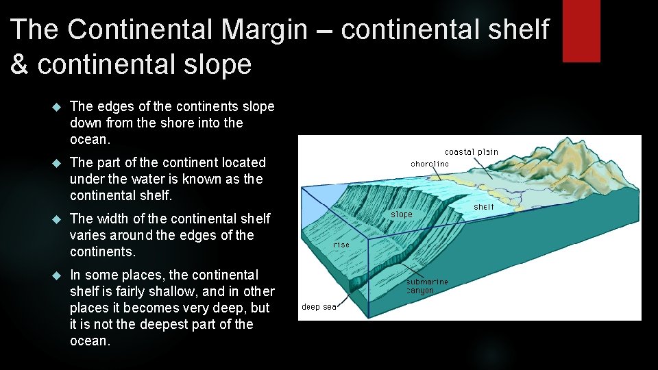 The Continental Margin – continental shelf & continental slope The edges of the continents