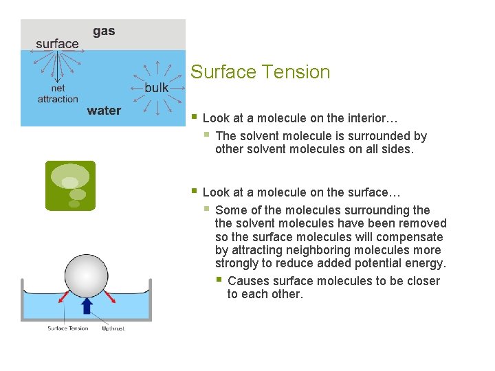 Surface Tension § Look at a molecule on the interior… § The solvent molecule