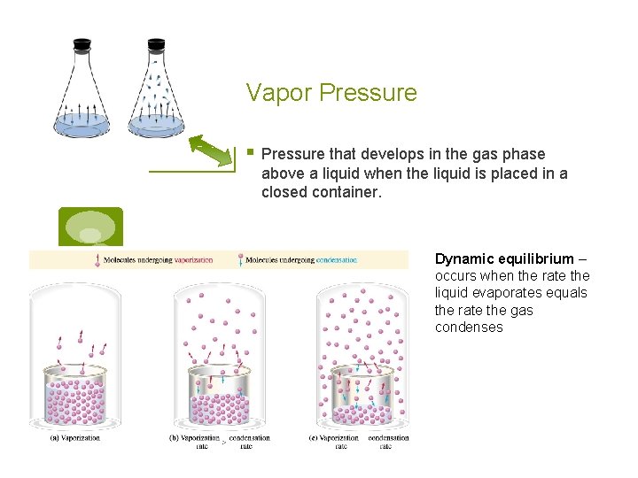 Vapor Pressure § Pressure that develops in the gas phase above a liquid when