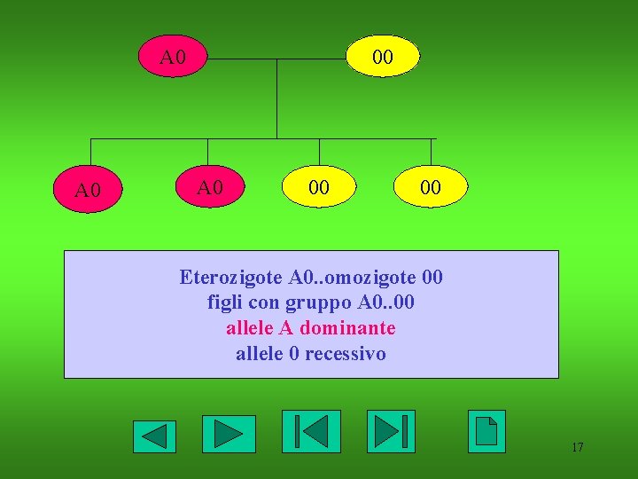 A 0 00 00 Eterozigote A 0. . omozigote 00 figli con gruppo A