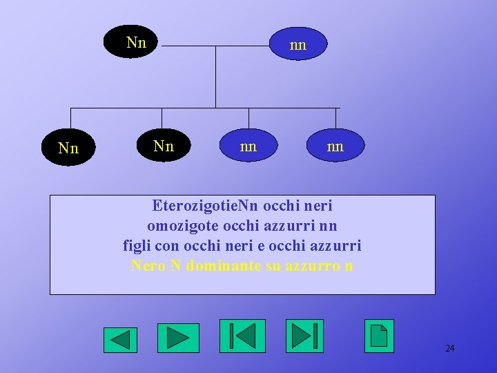 NNn Nn nn nn Eterozigotie. Nn occhi neri omozigote occhi azzurri nn figli con