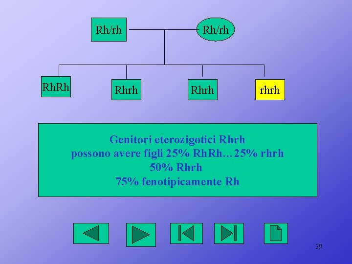 Rh/rh Rh. Rh Rhrh Rh/rh Rhrh rhrh Genitori eterozigotici Rhrh possono avere figli 25%