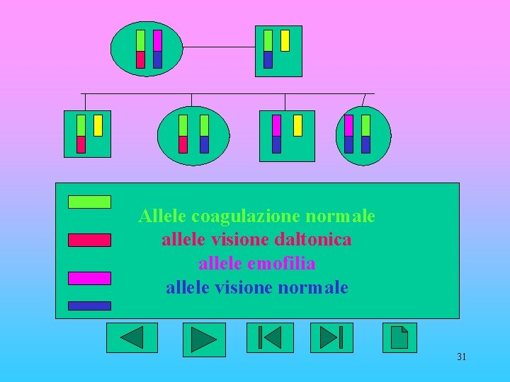 Allele coagulazione normale allele visione daltonica allele emofilia allele visione normale 31 