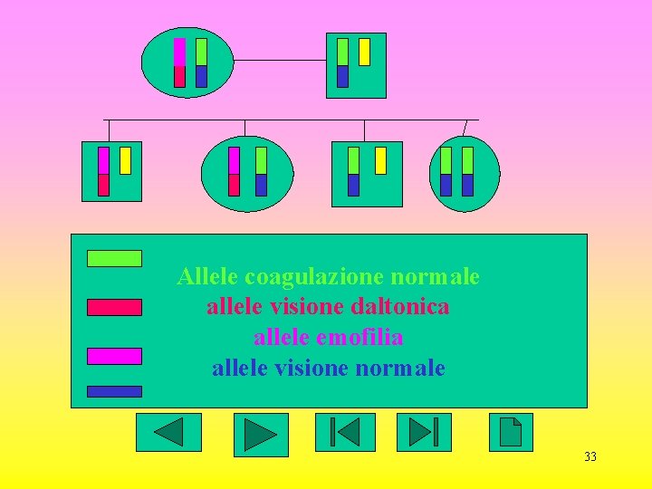 Allele coagulazione normale allele visione daltonica allele emofilia allele visione normale 33 