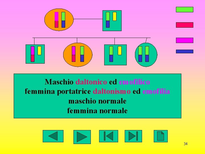 Maschio daltonico ed emofilico femmina portatrice daltonismo ed emofilia maschio normale femmina normale 34