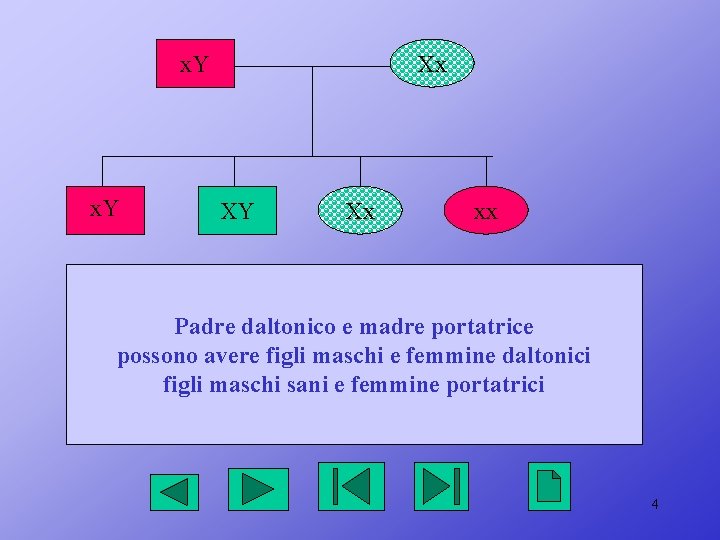 x. Y Xx XY Xx xx Padre daltonico e madre portatrice possono avere figli