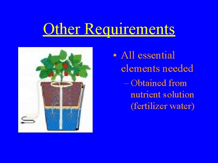 Other Requirements • All essential elements needed – Obtained from nutrient solution (fertilizer water)