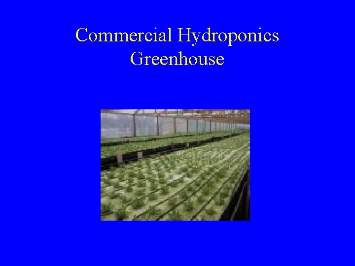 Commercial Hydroponics Greenhouse 