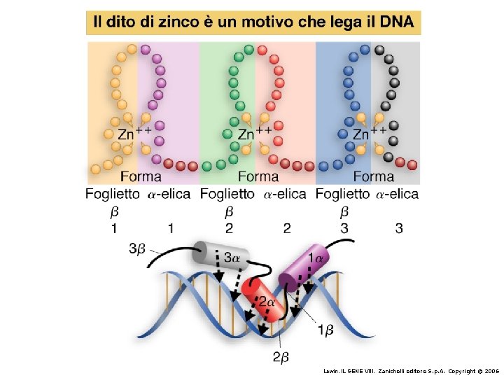 Lewin, IL GENE VIII, Zanichelli editore S. p. A. Copyright © 2006 