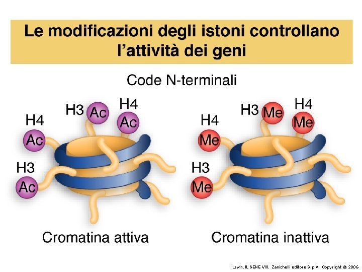 Lewin, IL GENE VIII, Zanichelli editore S. p. A. Copyright © 2006 