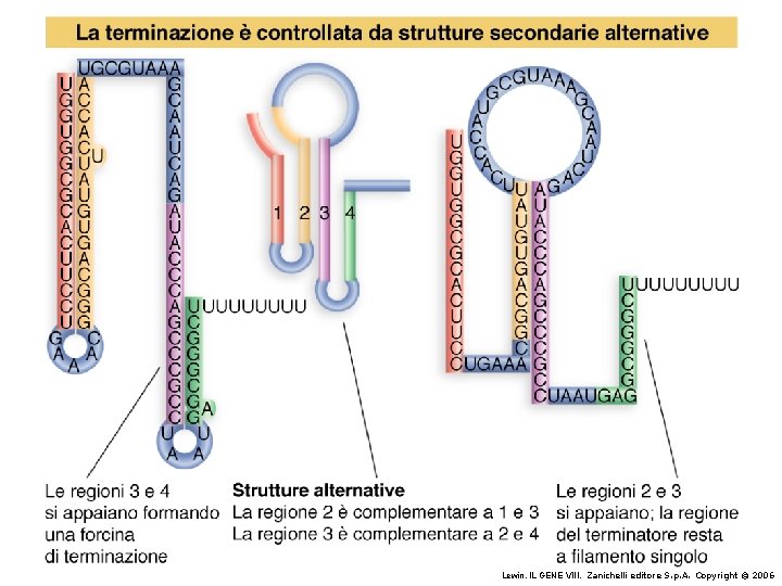 Lewin, IL GENE VIII, Zanichelli editore S. p. A. Copyright © 2006 