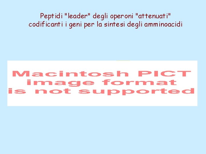 Peptidi "leader" degli operoni "attenuati" codificanti i geni per la sintesi degli amminoacidi 