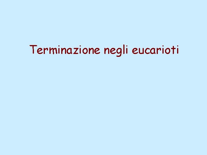 Terminazione negli eucarioti 