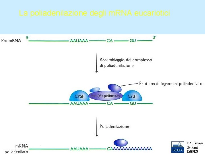 La poliadenilazione degli m. RNA eucariotici 