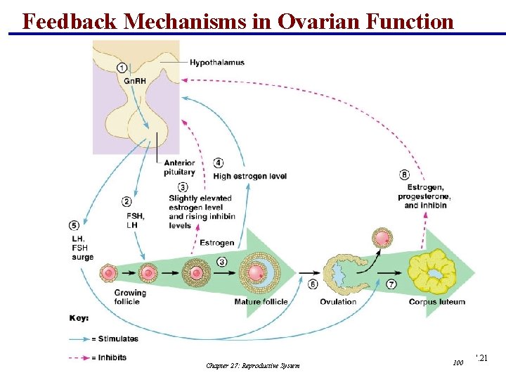 Feedback Mechanisms in Ovarian Function Chapter 27: Reproductive System Figure 27. 21 100 