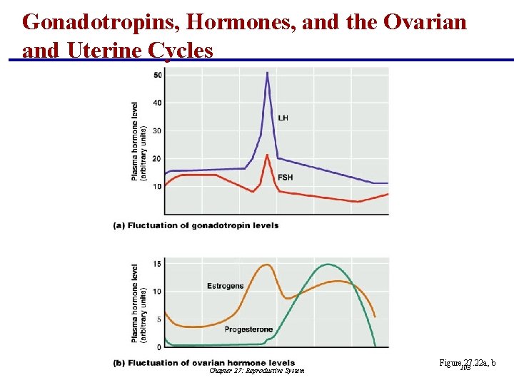 Gonadotropins, Hormones, and the Ovarian and Uterine Cycles Chapter 27: Reproductive System Figure 103