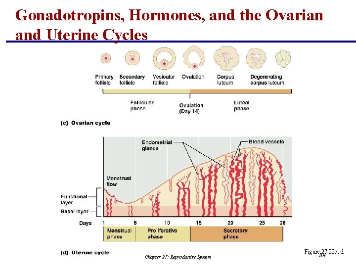 Gonadotropins, Hormones, and the Ovarian and Uterine Cycles Chapter 27: Reproductive System Figure 104