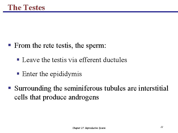 The Testes § From the rete testis, the sperm: § Leave the testis via