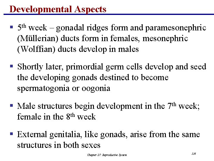 Developmental Aspects § 5 th week – gonadal ridges form and paramesonephric (Müllerian) ducts