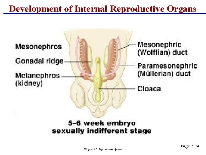 Development of Internal Reproductive Organs Chapter 27: Reproductive System Figure 27. 24 115 