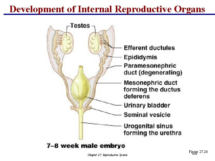 Development of Internal Reproductive Organs Chapter 27: Reproductive System Figure 27. 24 116 