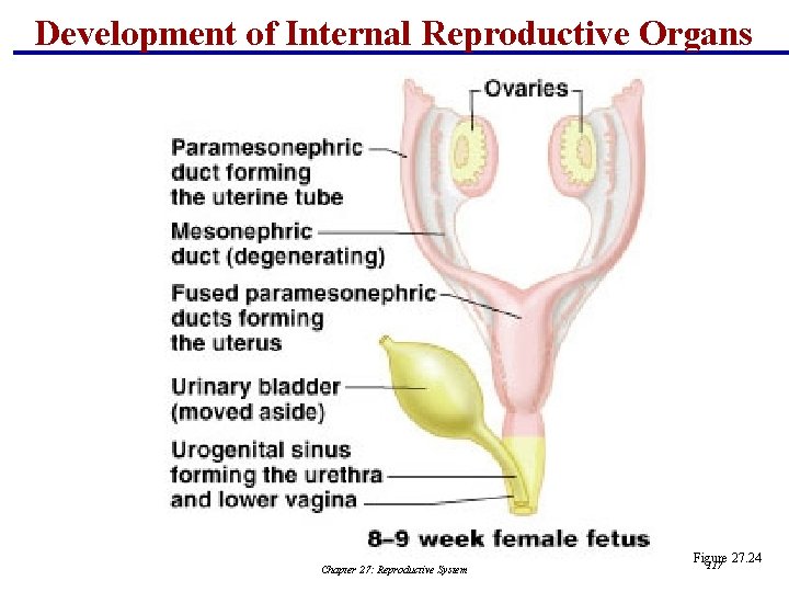 Development of Internal Reproductive Organs Chapter 27: Reproductive System Figure 27. 24 117 