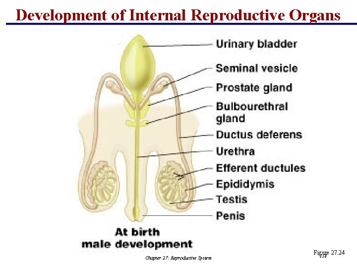 Development of Internal Reproductive Organs Chapter 27: Reproductive System Figure 27. 24 118 