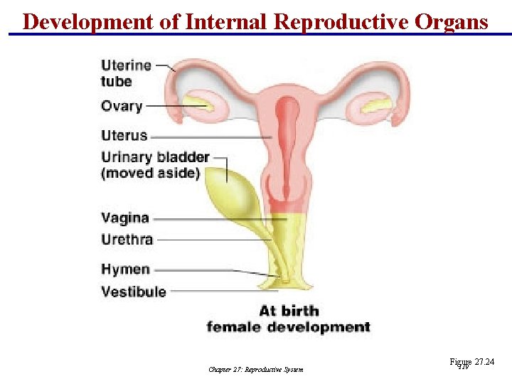 Development of Internal Reproductive Organs Chapter 27: Reproductive System Figure 27. 24 119 