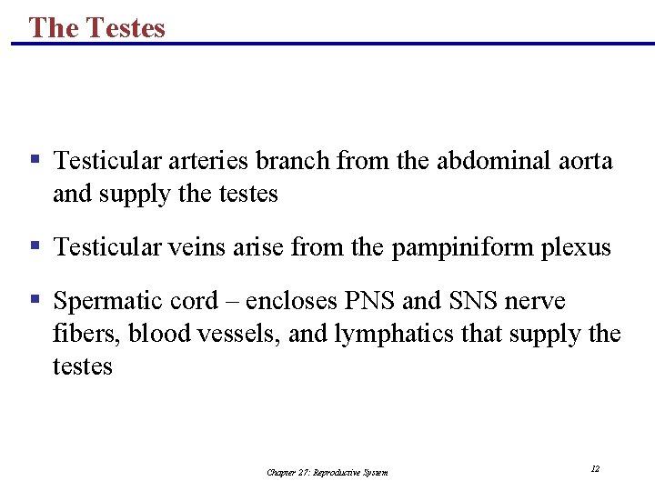 The Testes § Testicular arteries branch from the abdominal aorta and supply the testes