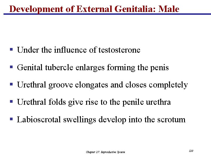 Development of External Genitalia: Male § Under the influence of testosterone § Genital tubercle