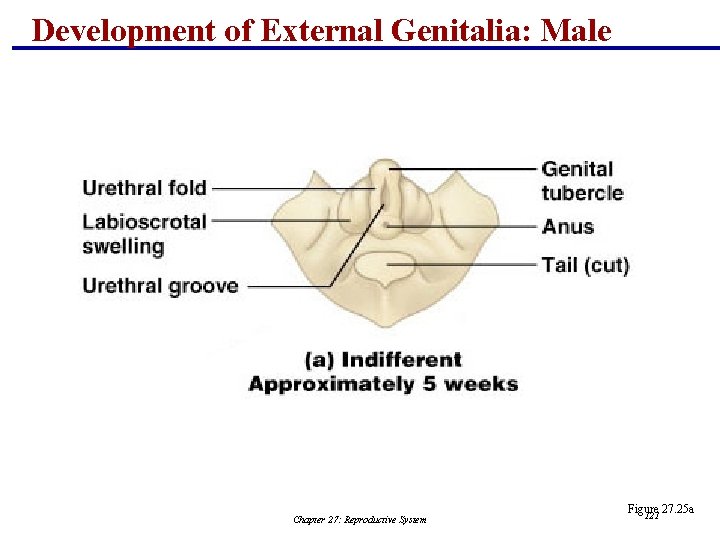 Development of External Genitalia: Male Chapter 27: Reproductive System Figure 27. 25 a 121