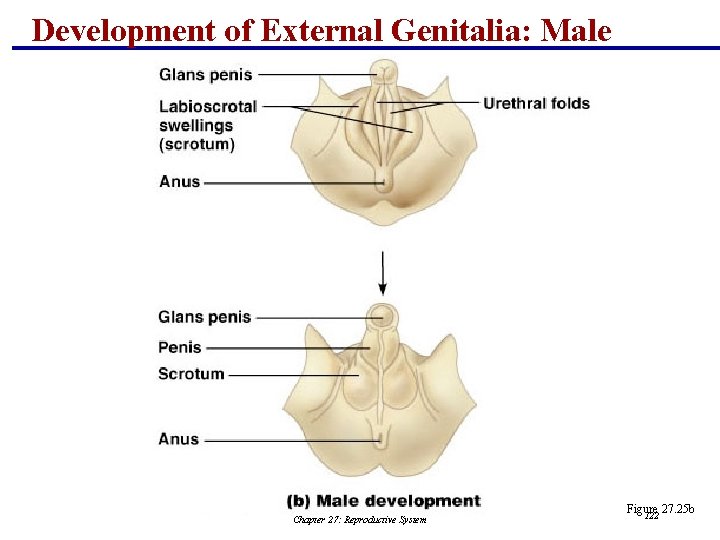 Development of External Genitalia: Male Chapter 27: Reproductive System Figure 27. 25 b 122