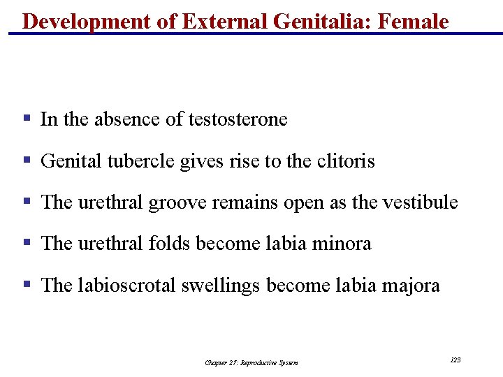 Development of External Genitalia: Female § In the absence of testosterone § Genital tubercle