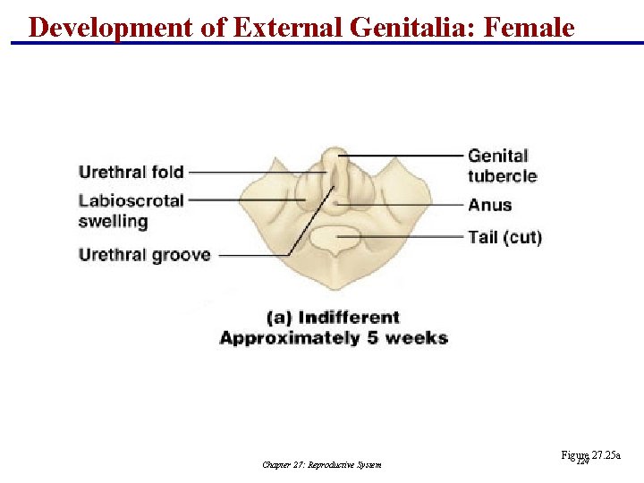 Development of External Genitalia: Female Chapter 27: Reproductive System Figure 27. 25 a 124