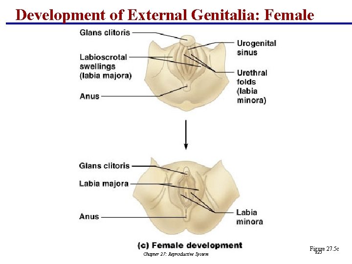 Development of External Genitalia: Female Chapter 27: Reproductive System Figure 27. 5 c 125