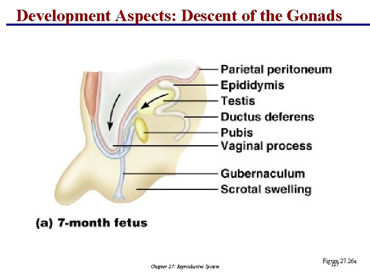 Development Aspects: Descent of the Gonads Chapter 27: Reproductive System Figure 27. 26 a