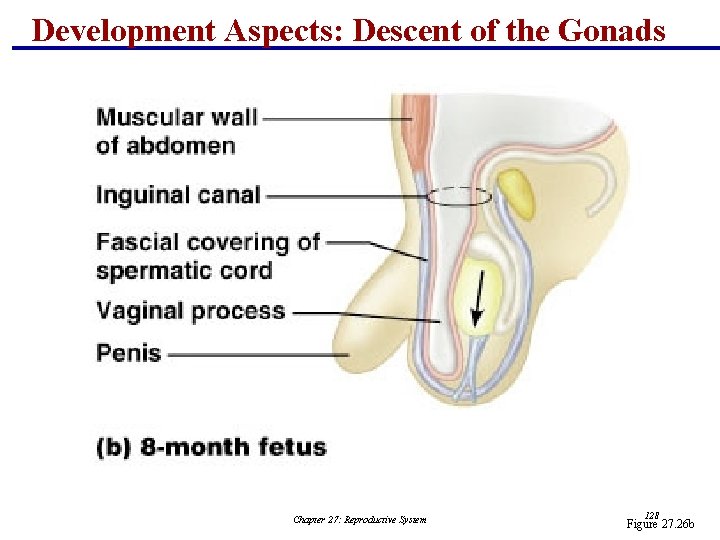 Development Aspects: Descent of the Gonads Chapter 27: Reproductive System 128 Figure 27. 26