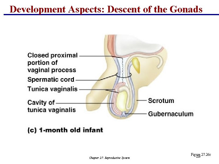 Development Aspects: Descent of the Gonads Chapter 27: Reproductive System Figure 27. 26 c