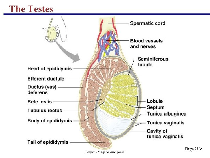 The Testes Chapter 27: Reproductive System Figure 27. 3 a 13 