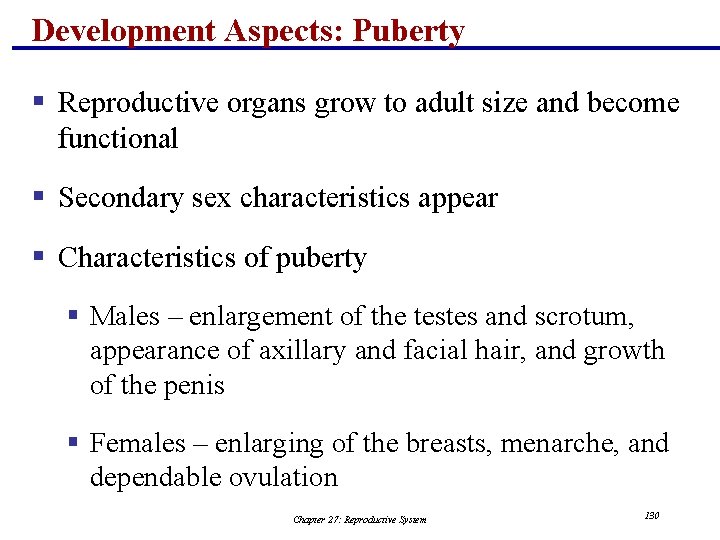 Development Aspects: Puberty § Reproductive organs grow to adult size and become functional §